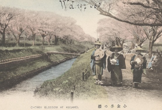 Carte postale « Cherry blossom at Koganei »